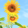 向日葵