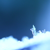 氷の妖精現る