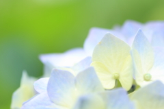 Pale purple