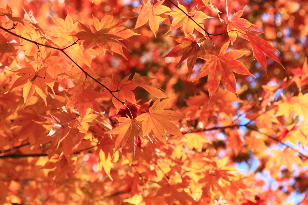 紅色へ...