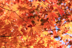 紅色へ...