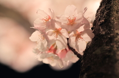 今夜もふわり色