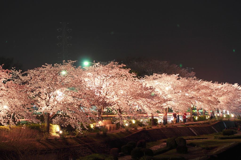 幻想桜