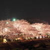 幻想桜