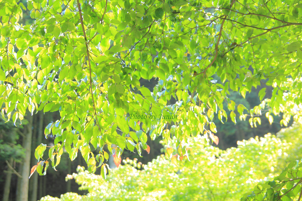 NEW GREEN
