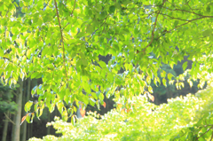 NEW GREEN