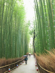 竹林の道