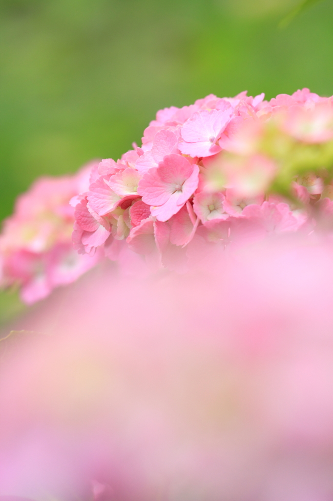 紫陽花の見る夢･･･