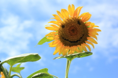SUN FACE