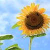 SUN FACE