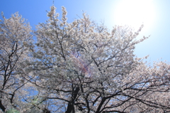 春の光