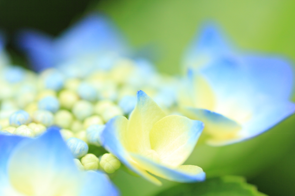 blue frame