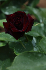 Chocolate Rose