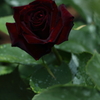 Chocolate Rose