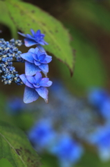 blue constellation