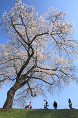 桜散歩