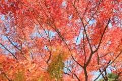 燃ゆる紅葉
