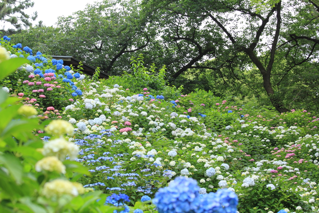 紫陽花の城壁