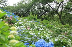 紫陽花の城壁