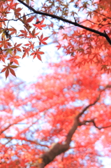 晩秋