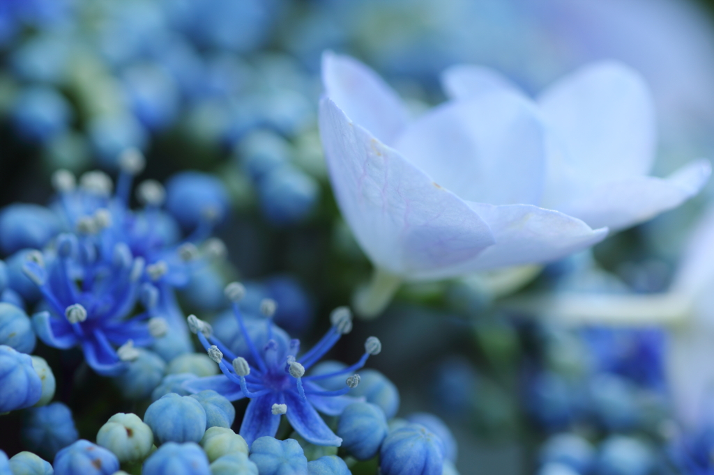 deep blue