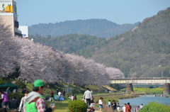 お花見