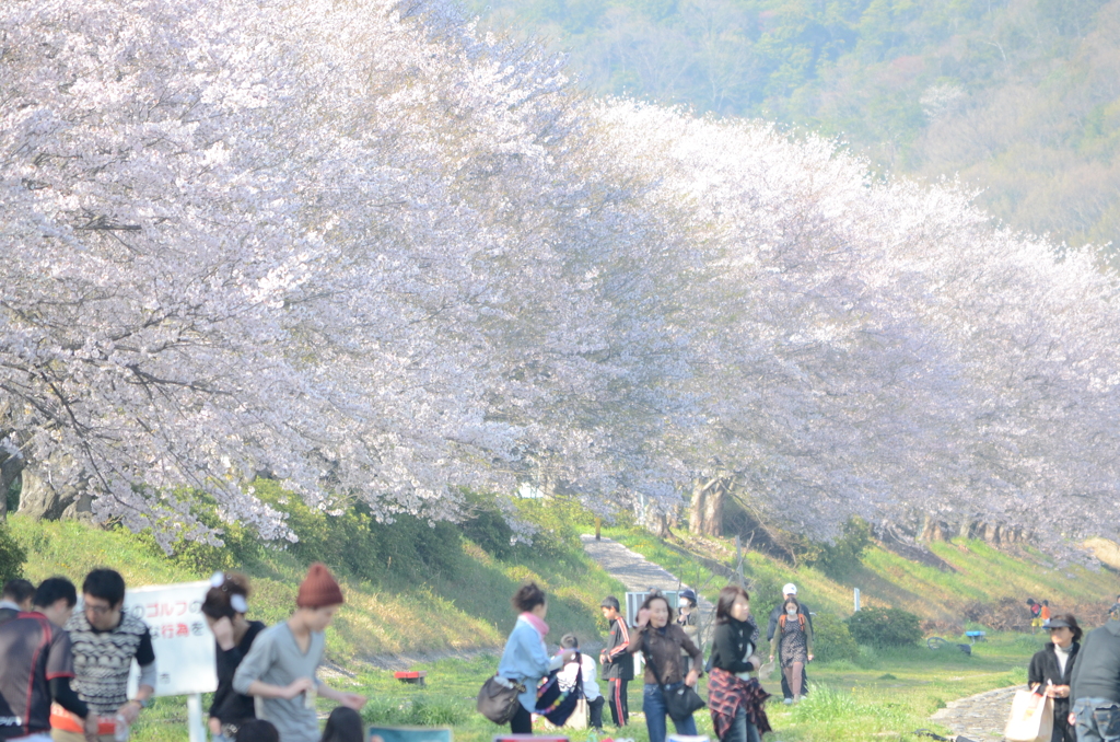 桜をハイキーで