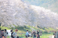 桜をハイキーで