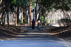 散歩道