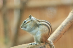 シマリス