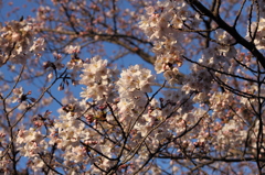 明け方・・・6