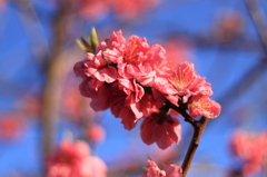 明け方・・・5