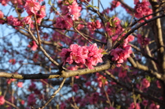 明け方・・・4