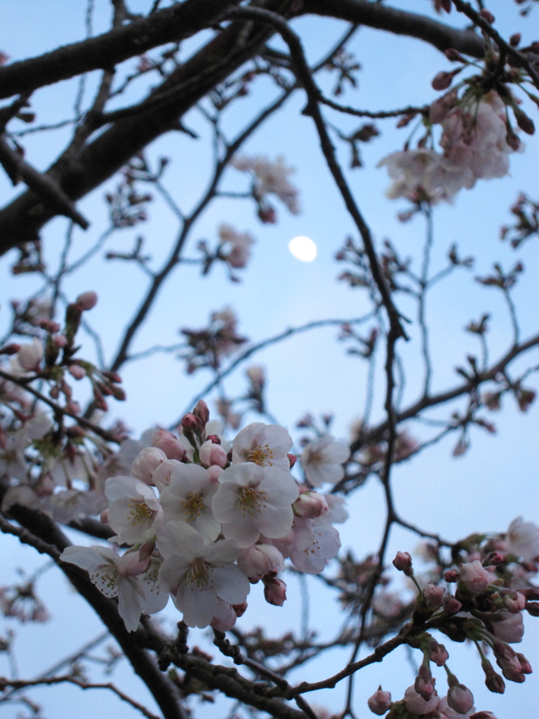 月と桜