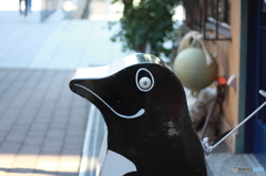 山下公園のペンギン