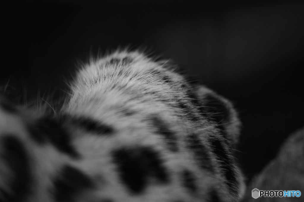 アムールヒョウ