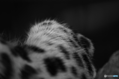 アムールヒョウ