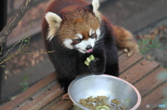 レッサーパンダ食事中