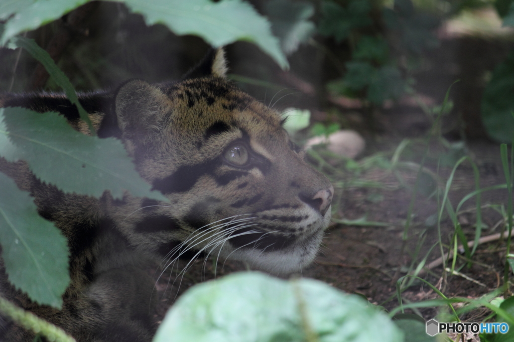 ユキヒョウ
