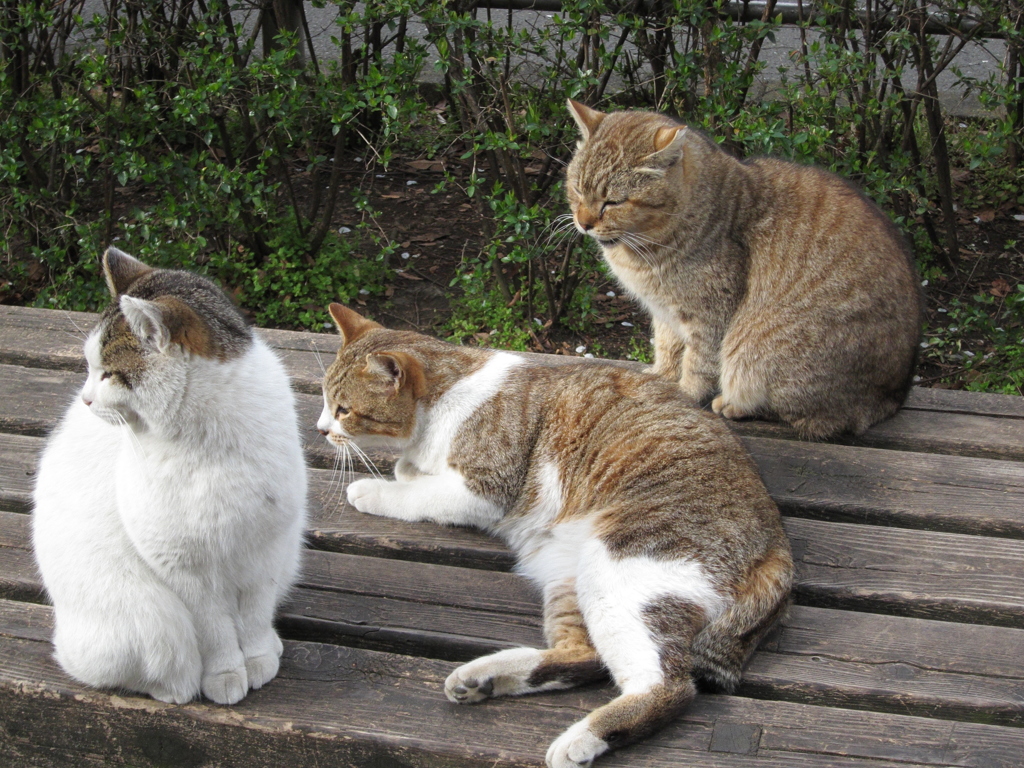 猫団欒