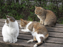 猫団欒