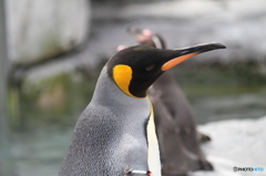 ペンギン