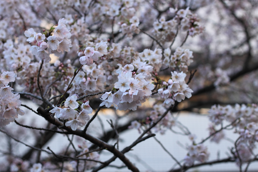 明け方・・・2