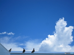 雲