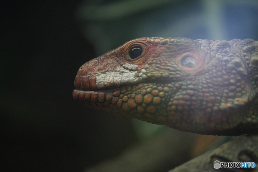 上野動物園