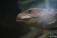 上野動物園