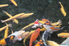 鯉