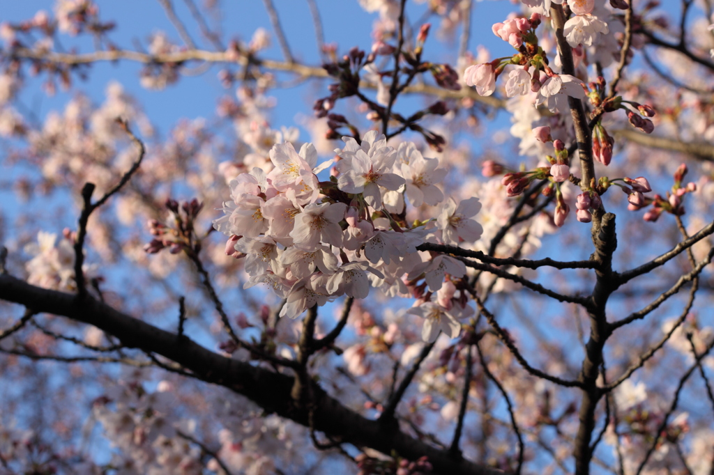 明け方・・・7