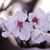 川辺の桜