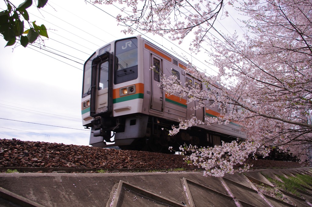 桜と211系